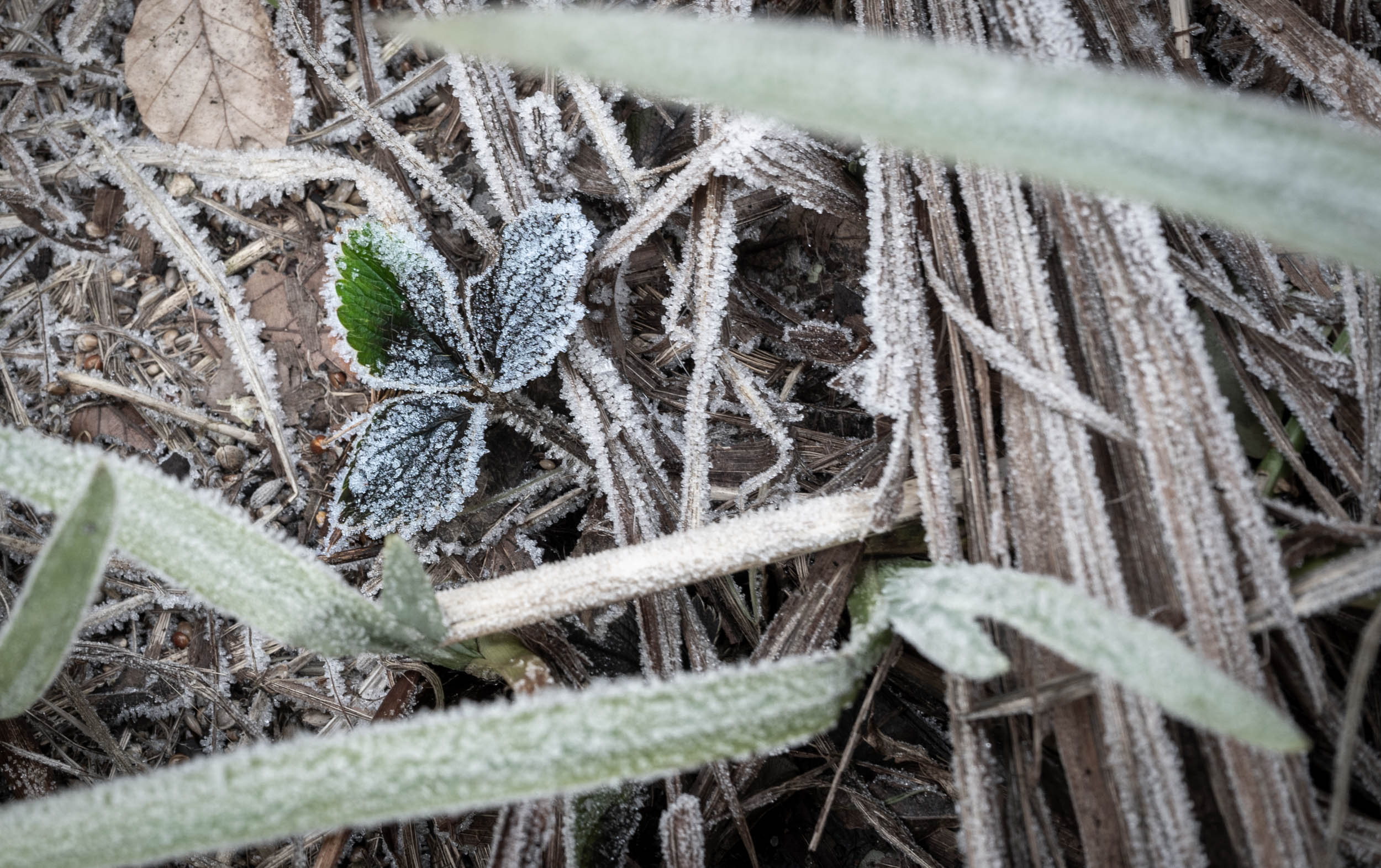 Icy Morning