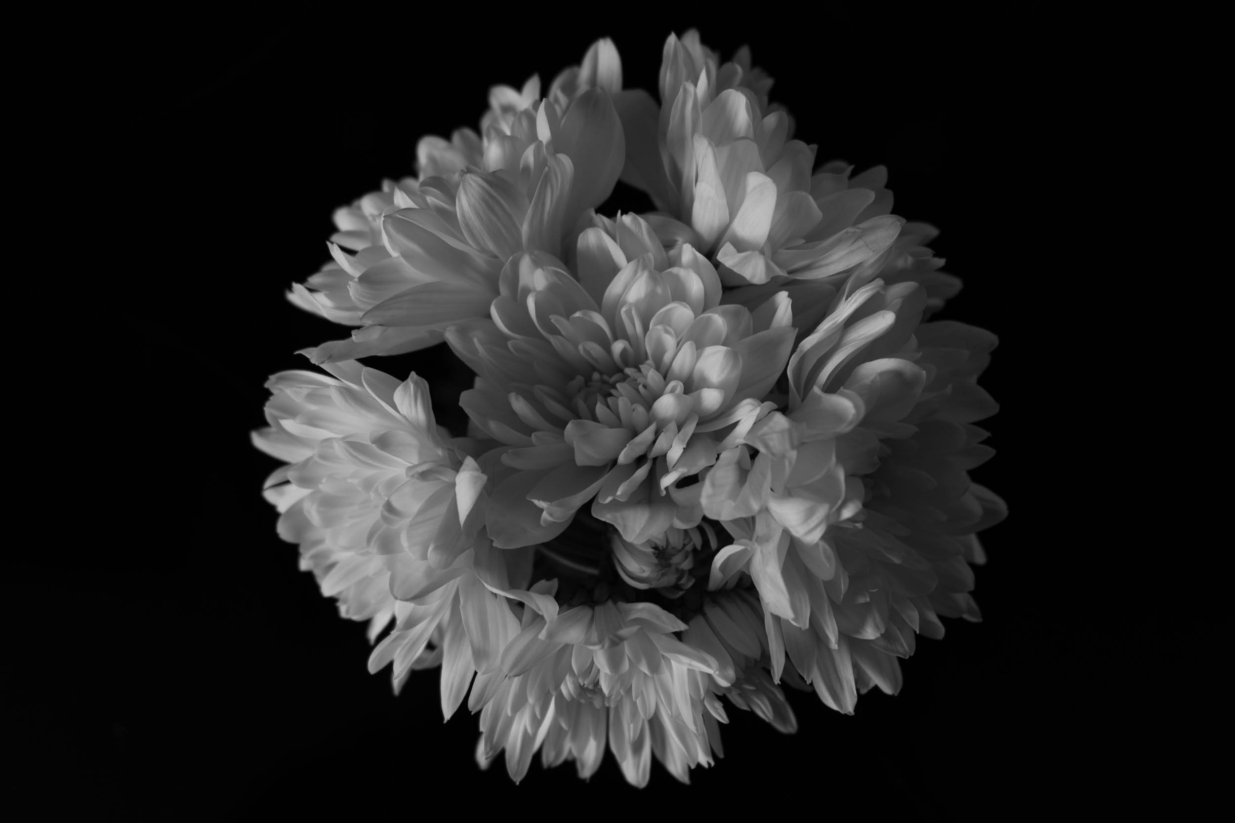 Chrysanth