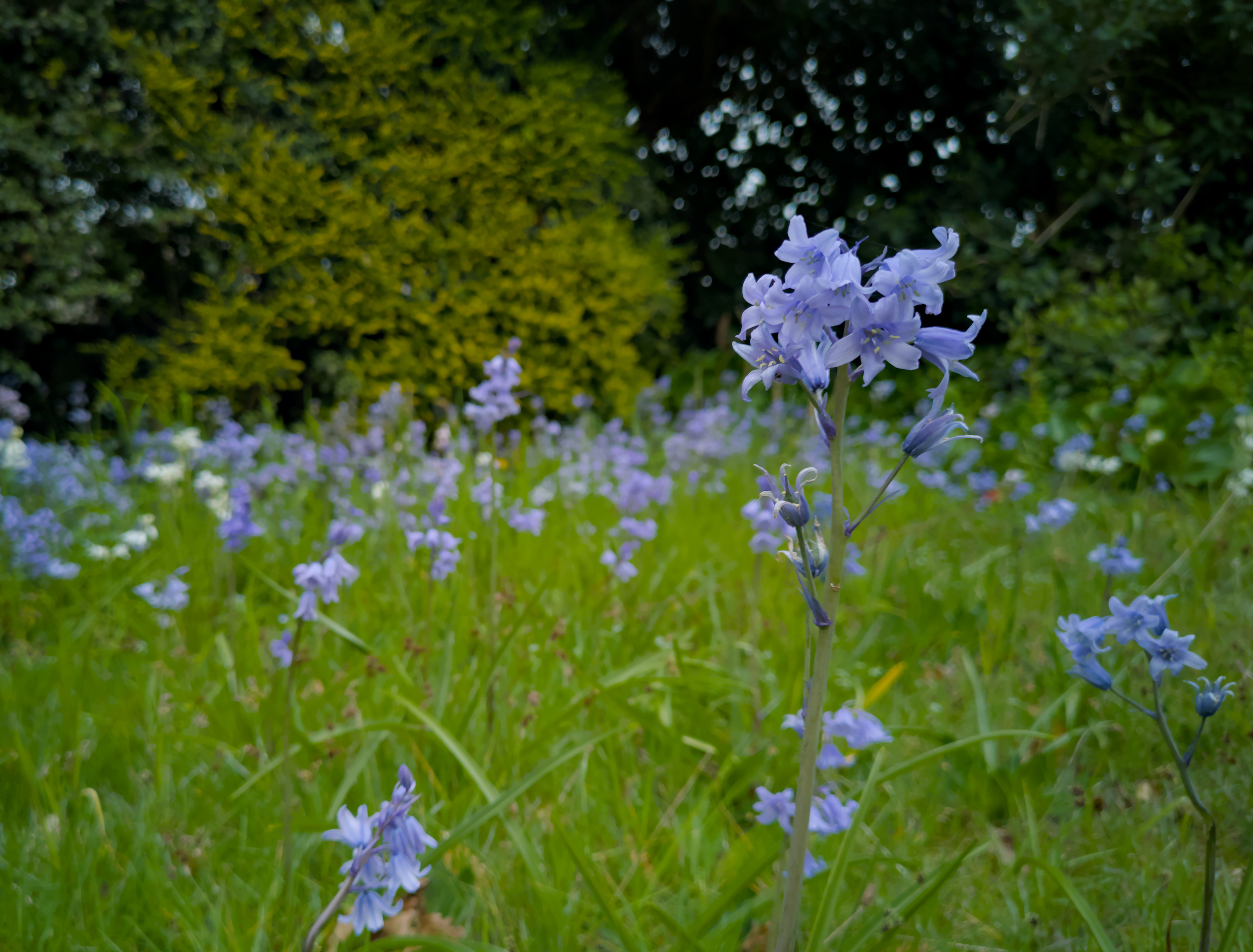 Bluebells