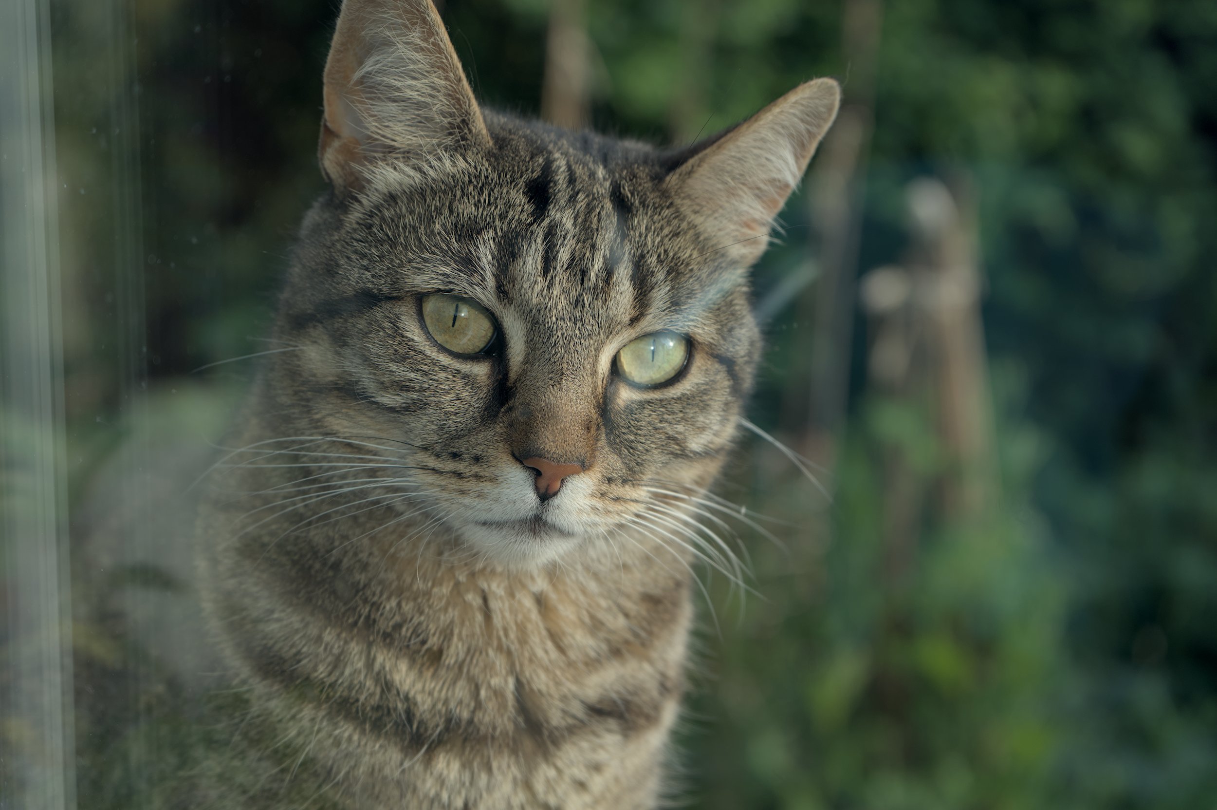Tabby cat seen on the other side of a window,